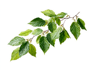 lush green branch with leaves and buds isolated on white background a nature scene