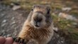 © Ivan - A curious marmot's close-up, its paw reaching for a human hand in nature.