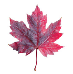 Wall Mural - Red frozen maple leaf isolated on transparent background
