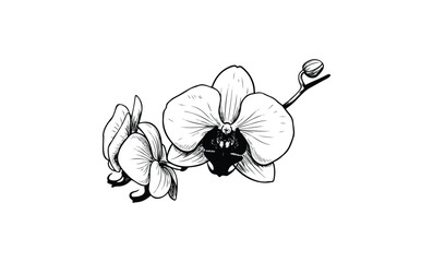 Wall Mural - detailed black and white illustration of orchid flowers with bud. vector retro hand drawn illustrati