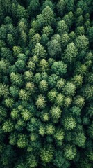 Aerial View Dense Green Forest