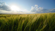 © Shagor - Golden wheat field under a bright sun and cloudy sky green clouds