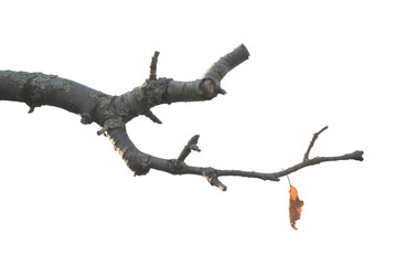 bare tree branch with single leaf in autumn isolated on transparent background for easy compositing 