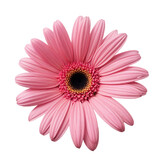 pink gerber daisy isolated on white