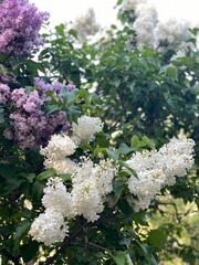 Wall Mural - Lilacs blooming in vibrant purple and white against a lush green leafy background
