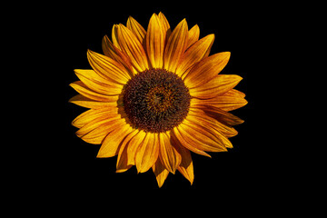Wall Mural - Beautiful flower of decorative sunflower isolated on black background. Yellow orange petals,close-up.