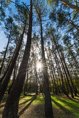Wall Mural - sunlight gently filtering through tall trees in a beautiful and serene forest landscape