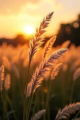 Wall Mural - A field of elegant feather grass swaying gently in the breeze, backlit by the warm golden light of sunset The delicate plumes create a soft, ethereal texture against the sky , prairie, organic