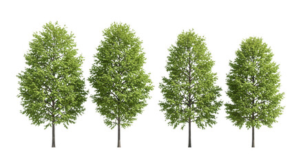Four green trees aligned in a row isolated on transparent background