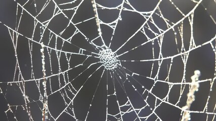 Macro shot of a beautiful spider web covered with shimmering morning dew drops