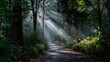 © DesignByGade - Sunlight streams through dense trees casting shadows on a path.