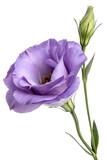 Elegant purple lisianthus flower, delicate petals and fresh green stem isolated