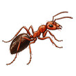 © PixelMuse - Detailed red ant illustration, cartoon insect drawing isolated on white background, entomology vector art, side profile of a common worker ant.