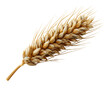 © CrystallineCreative - Ripe Wheat Stalk on Transparent Background, PNG