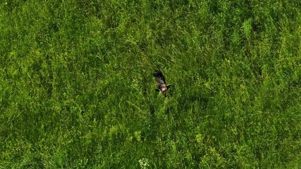 Wall Mural - Beautiful hawk bird rises from meadow and flies away, aerial view