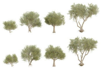 Wall Mural - 3d trees olea europaea medium in different view on transparent background