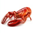 © Ouzhan - A delicious cooked lobster presented in a studio setting. The lobster features a bright red color, showcasing its freshness