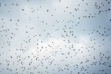 Wall Mural - big swarm flock of birds in the sky sparrow