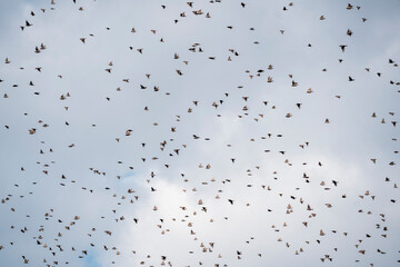 Wall Mural - big swarm flock of birds in the sky sparrow