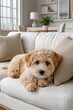 © Jane_S - Adorable fluffy puppy resting on white sofa in cozy living room