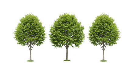 Three green trees with leaves in a row isolated on transparent background