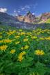 © Travel 'n' Lifestyle - Aerial view of vibrant yellow flowers bloom in the mountain valley, contrasting against the rugged, rocky peaks under a clear blue sky, location unknown.