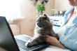 © Marina April - Cat sitting on laptop at home, senior woman working remotely in kitchen. Fluffy grey companion, pet humanization, technology lifestyle, vet app. Furry cat paws on keyboard, animals virtual video call