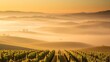 © Graphics - Vineyard landscape with rolling hills and golden sunrise tones under morning mist.