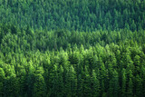 Lush Green Pine Forest or Forrest on Wild Mountainside in Wilderness Environment