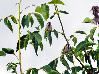 three house sparrows resting on a tree branch with vibrant green leaves. natural outdoor setting wit