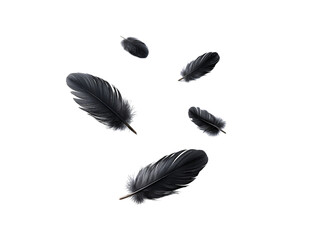Wall Mural - A set of black feathers floating in the air isolated on a transparent background in PNG format.