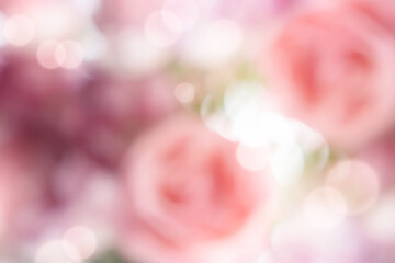 Wall Mural - blurry natural rose flower bokeh with sunlight shiny background for spring product banner design,bea