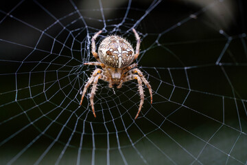 spider on the web