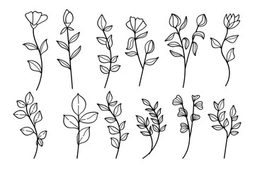 Poster - hand drawn botanical floral elements line art collection.