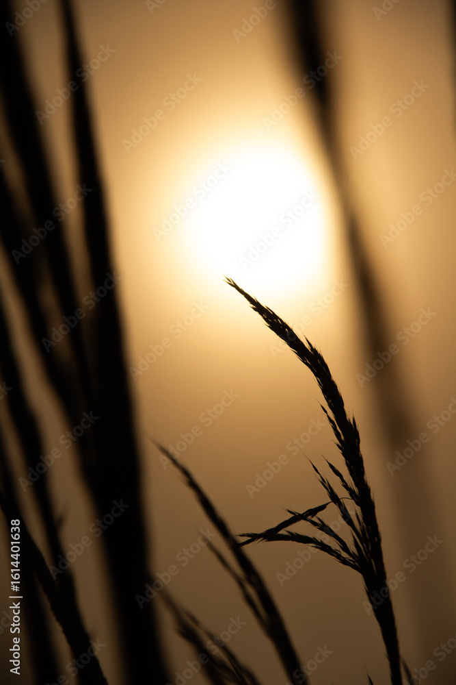 Silhouette of Grass Blades Against Golden Sunset Light