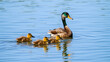 © Lauren - Mama duck leads ducklings across calm blue lake, cute, ducklings