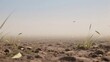 © bao - Dry Soil with Sparse Grass and Dust in a Hazy Environment