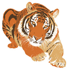 Wall Mural - tiger isolated in White Background, tiger vector, Flat lay vector illustration