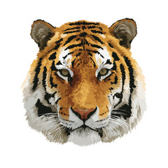 Wall Mural - tiger isolated in White Background, tiger vector, Flat lay vector illustration