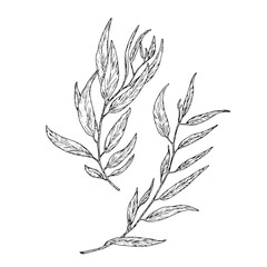 willow branch with graceful thin leaves, set of silhouette sketches. vector illustration. eucalyptus