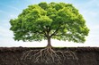 © Masum - A vibrant green tree with a full canopy of leaves stands tall above a cross section of rich soil revealing its extensive root system