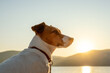 © marina_larina - Mountain lake sunset dog Jack Russell terrier close-up looking horizon thoughtful pose small dog outdoor nature adventure serene pet lifestyle countryside scene loyal animal portrait landscape