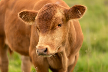 Wall Mural - limousin cattle. close up of a well grown limousin calf in summer, facing front and free roaming in 
