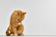 © Lustre Art Group  - Ginger cat grooming paw with eyes closed in vertical seated pose on white background. Concept of pet hygiene, feline behavior, animal care campaigns, and veterinary education.