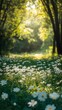 © Prime Image - Walking Path Through Field of Daisies with Sunlight