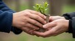 © ALLmost - Two pairs of hands exchanging a small plant seedling in a biodegradable pot, symbolizing growth and environmental care.