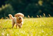 © Sangatit - Golden retriever puppy bounds across sunny meadow, tail wagging,  vibrant,  running