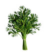 © ศักดิ์สิทธิ์ หวังคู่ - Fresh Green Parsley Herb Bundle with Bright Green Leaves and Thin Stems, Perfect for Cooking, Garnishing, and Flavo Fresh Food Ingredients