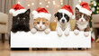 © ding - Cute kitten and puppy wearing Santa hats holding a billboard