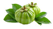 © RUNA - Two green garcinia cambogia fruits with leaves on a  isolated on transparent background
